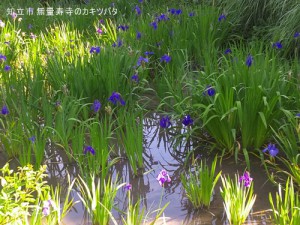 無量寿寺のカキツバタ