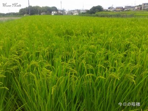 今日の稲穂